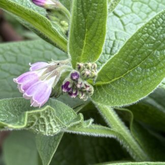 Comfrey