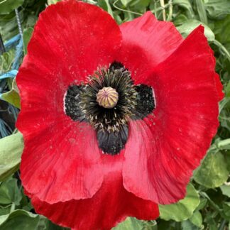 Ladybird Poppy