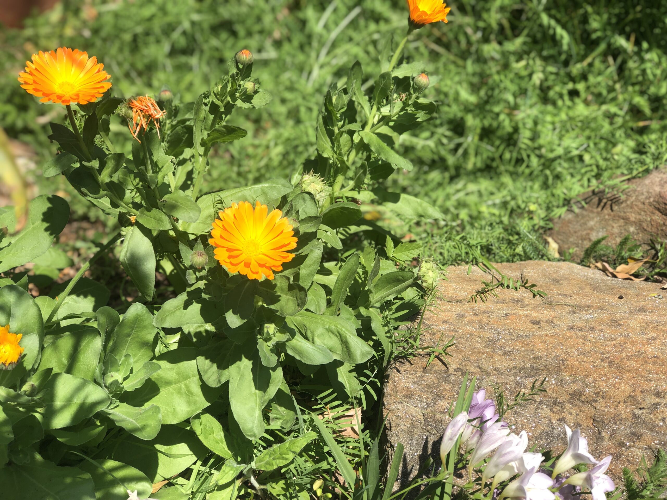 Calendula Pot Marigold Yellow & Orange Mix Calendula Pot Marigold Yellow & Orange Mix - Image 6
