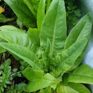 Myrtle Mountain Seeds