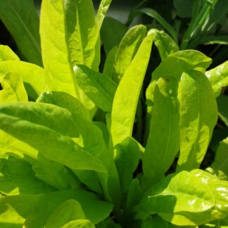 Myrtle Mountain Seeds