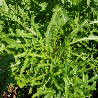 Myrtle Mountain Seeds