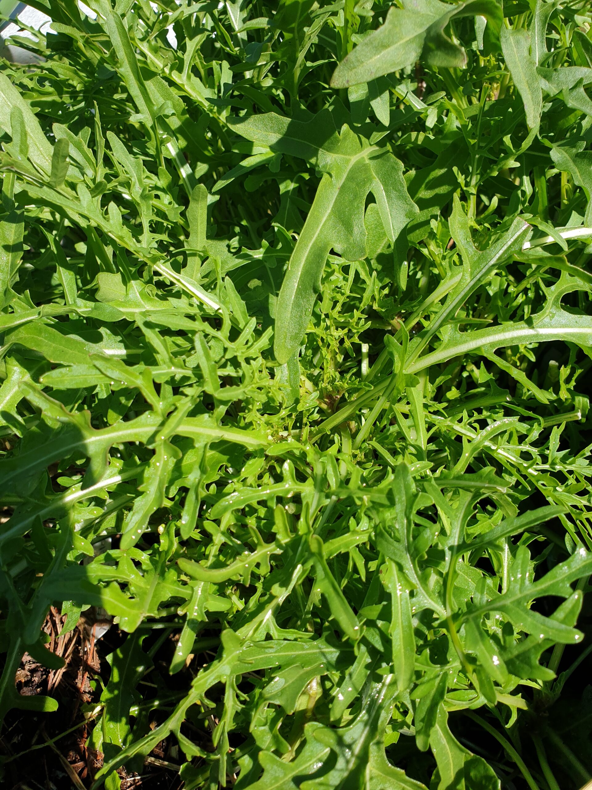 Rocket Myrtle Mountain Seeds