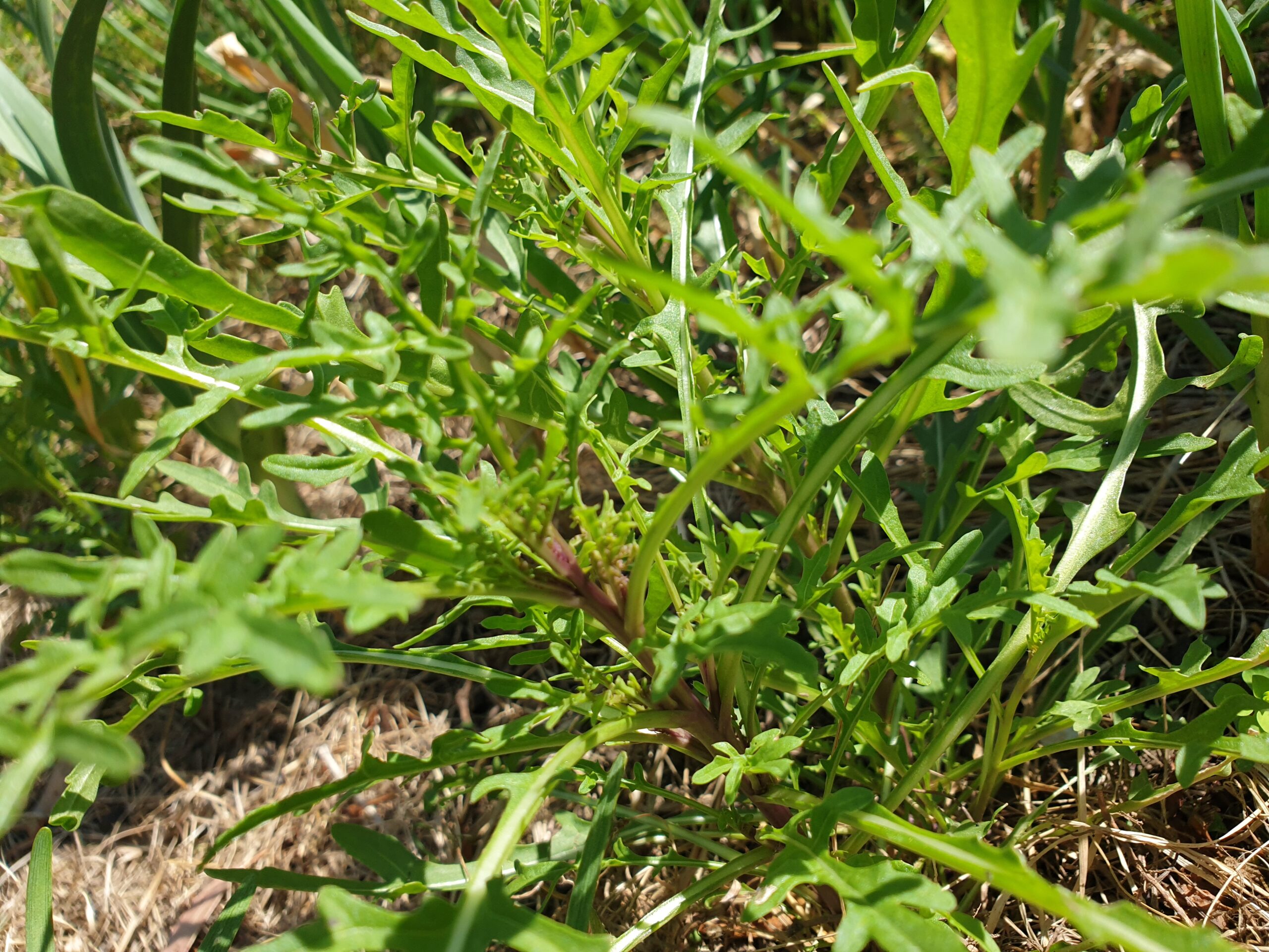 Rocket Myrtle Mountain Seeds