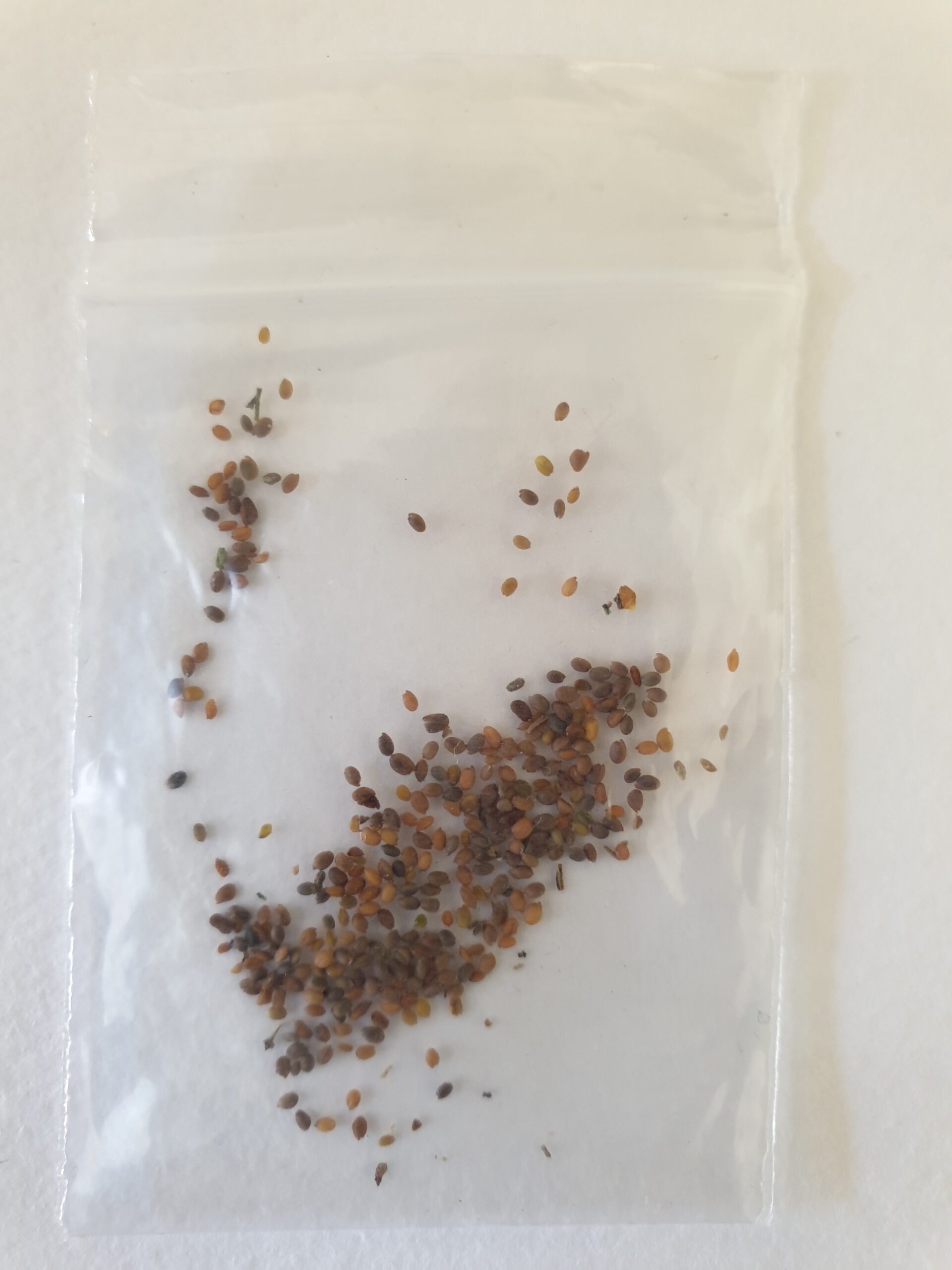 Rocket Myrtle Mountain Seeds