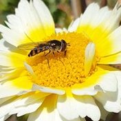 Myrtle Mountain Organics