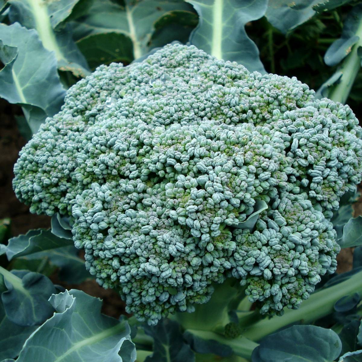 Broccoli - Di Ciccio Broccoli - Di Ciccio