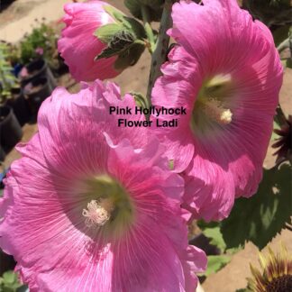 Pink Hollyhock