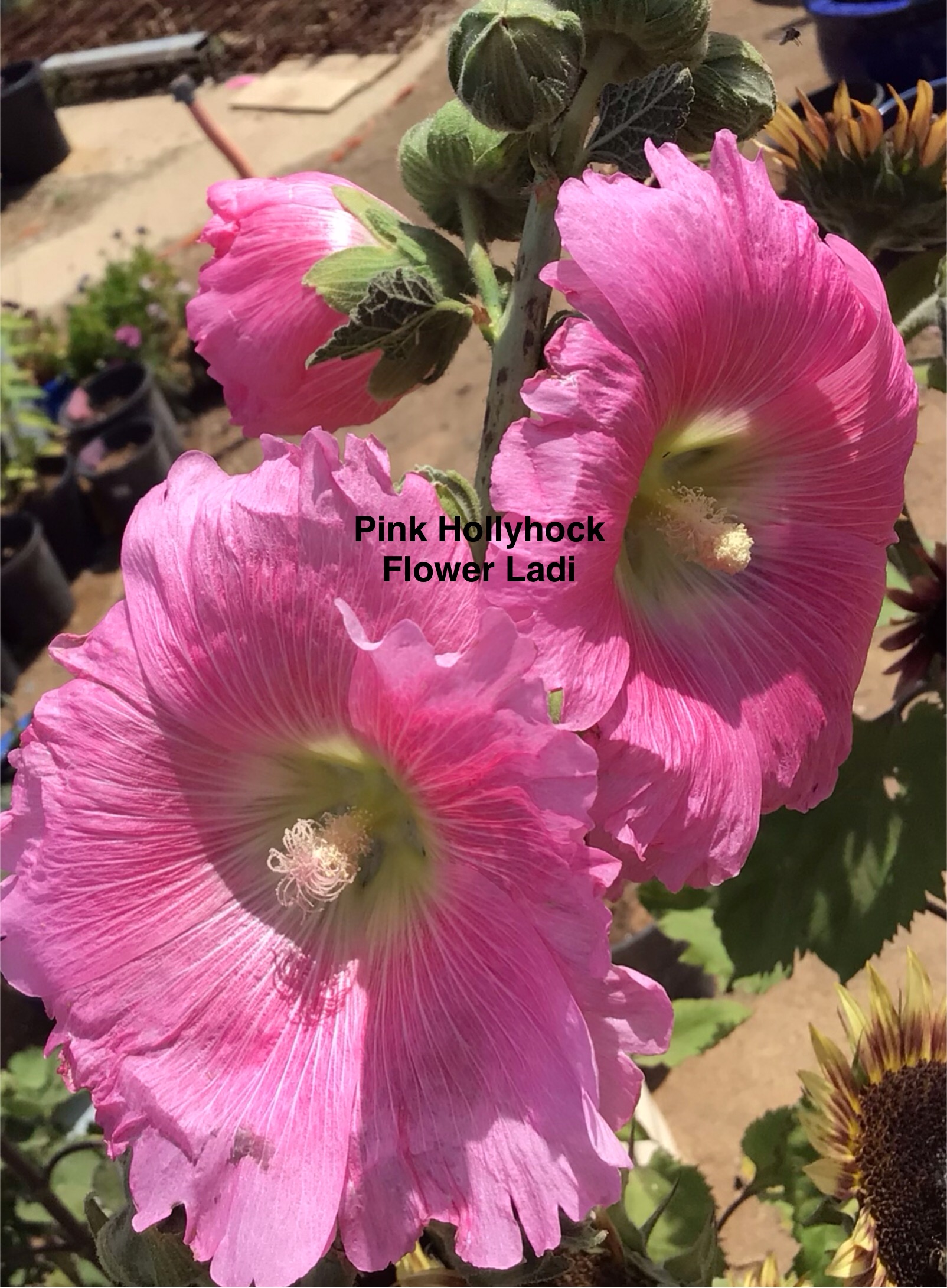 Pink Hollyhock Pink Hollyhock