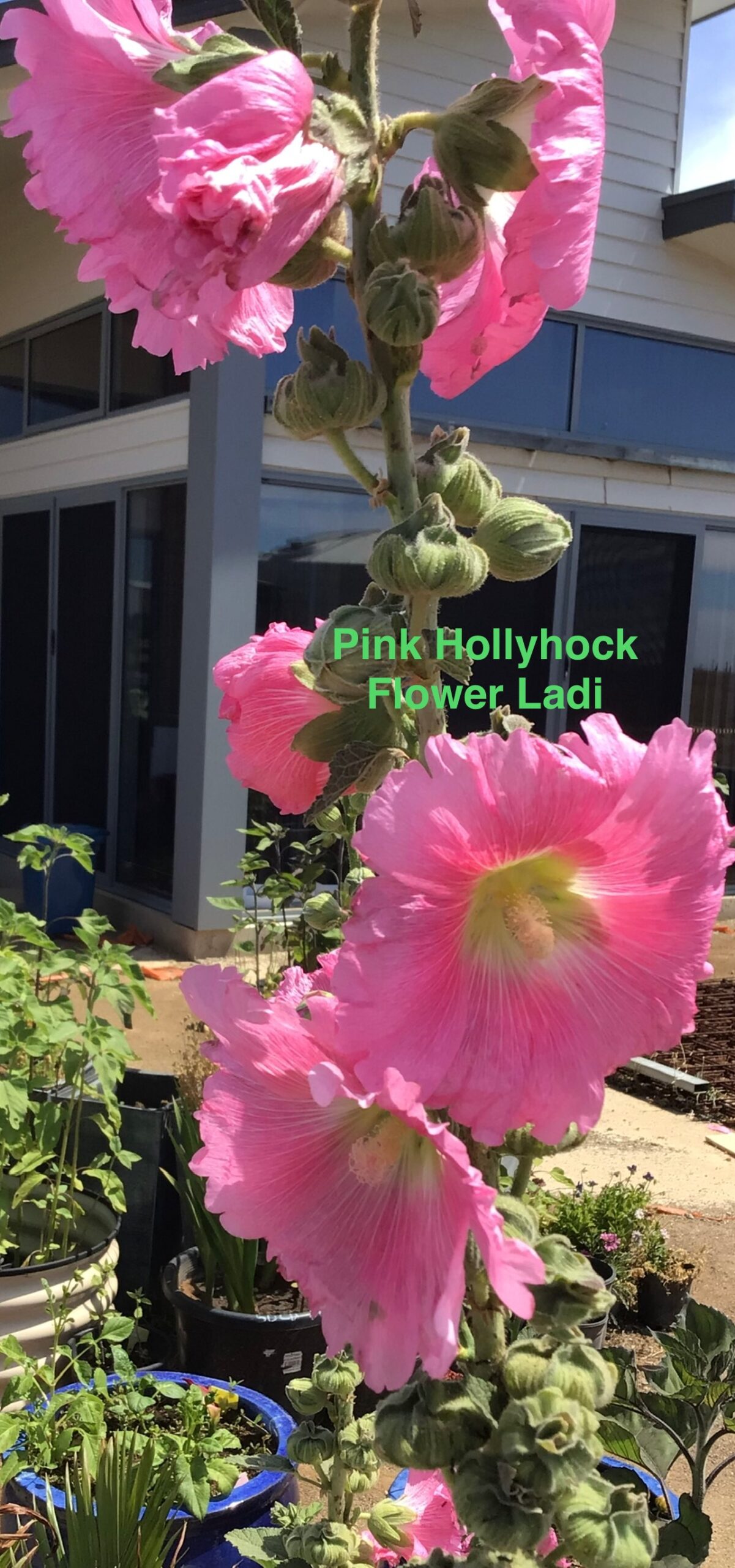 Pink Hollyhock Pink Hollyhock - Image 3