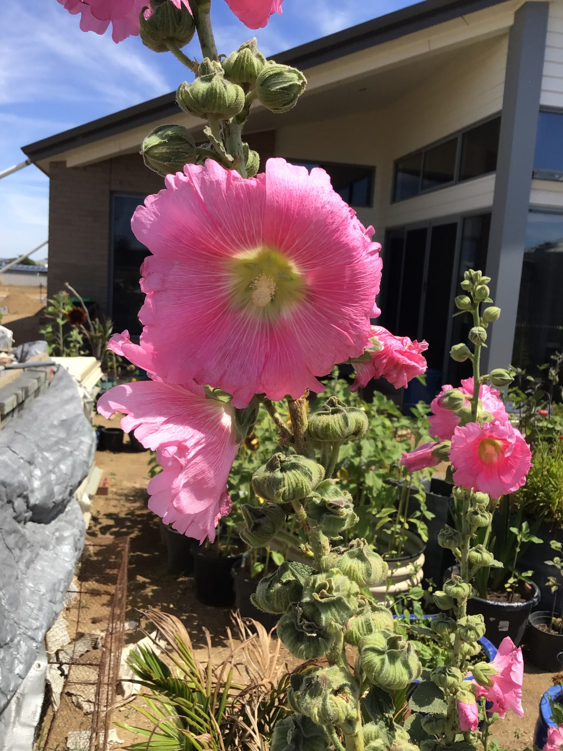 Pink Hollyhock Pink Hollyhock - Image 4