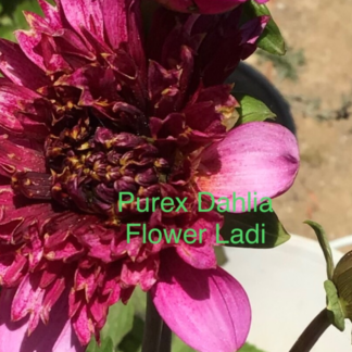 Dahlia Tuber Purex (plus 2 Free Packets)