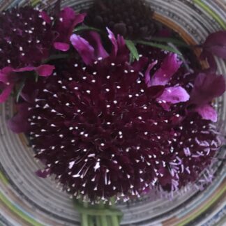 Scabiosa Atropurpurea 'Black Knight'