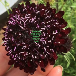 Scabosia Atro Black Knight