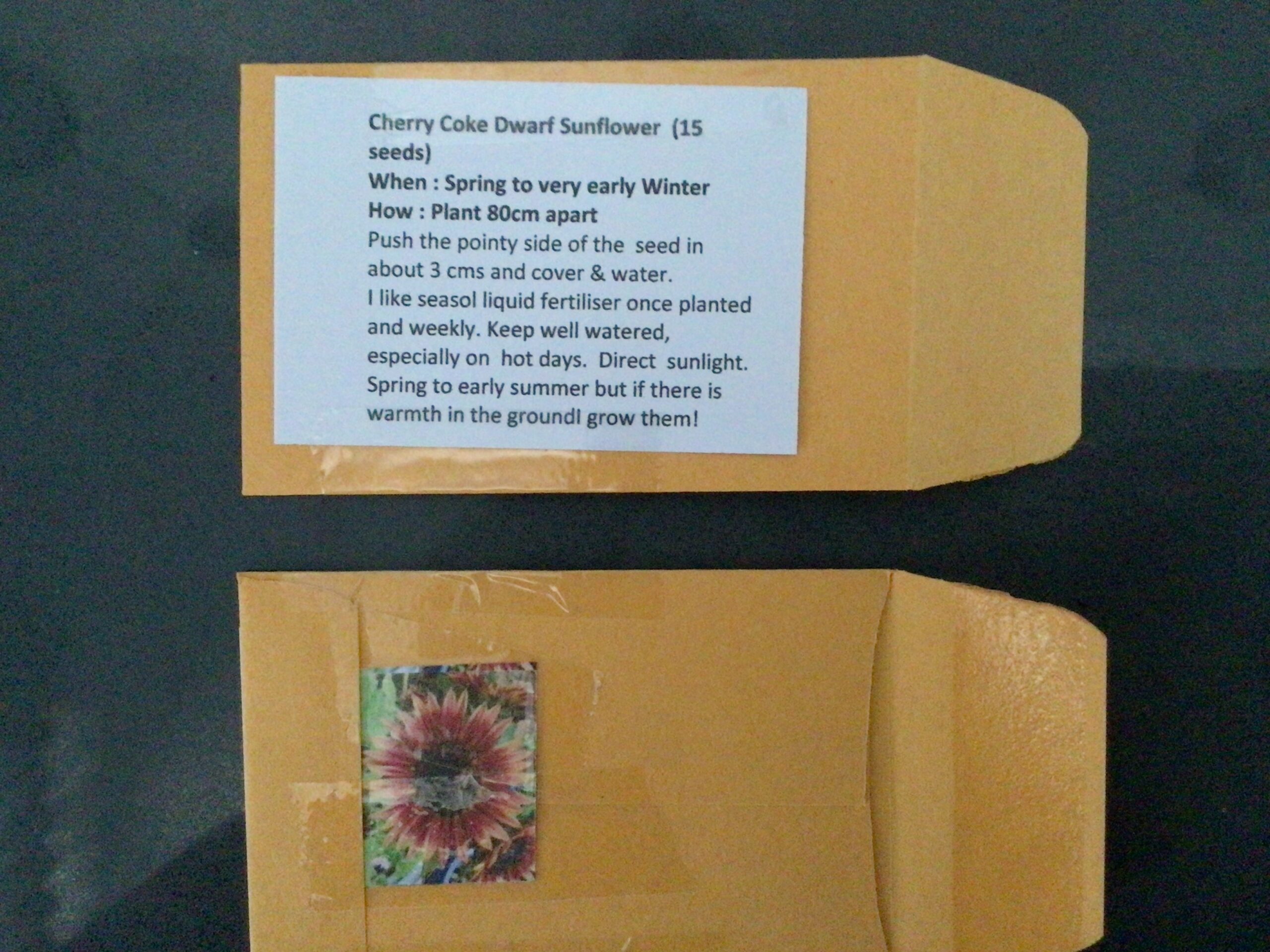 Cherry Coke Sunflower Cherry Coke Sunflower - Image 7