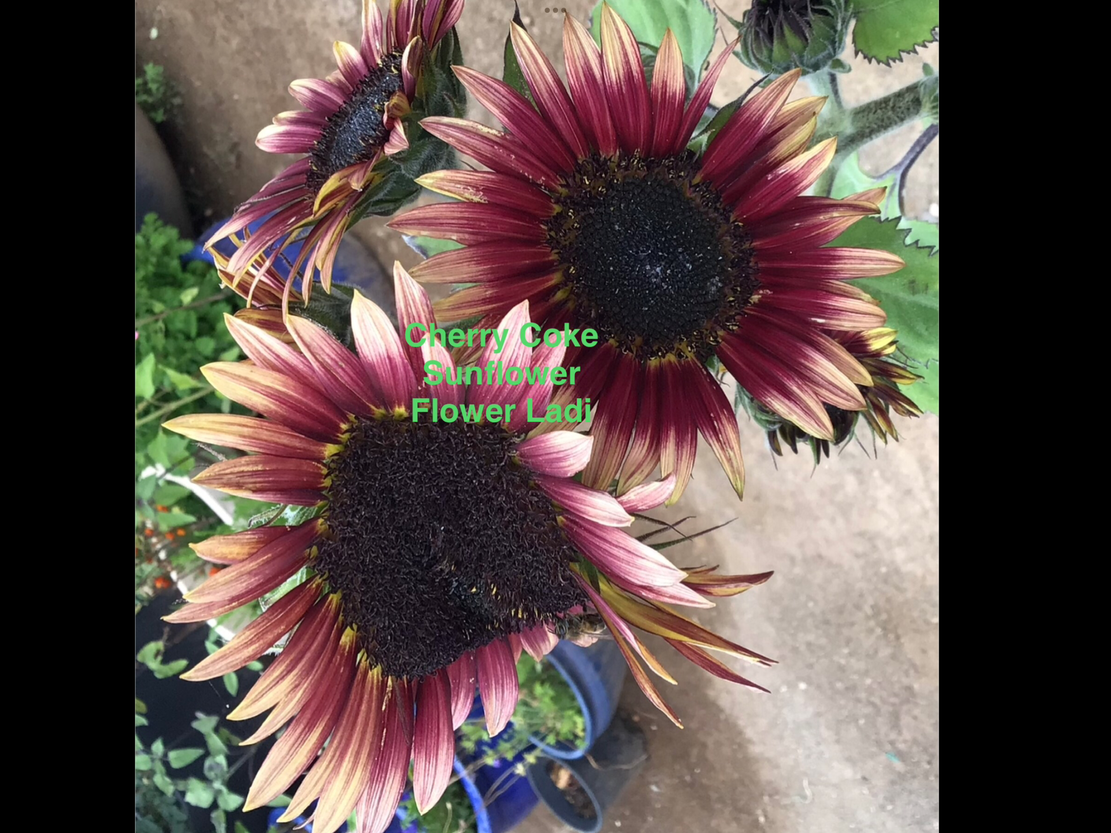 Cherry Coke Sunflower Cherry Coke Sunflower - Image 6