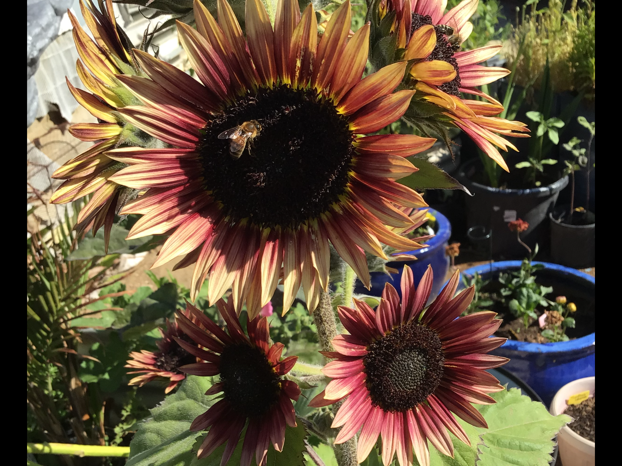 Cherry Coke Sunflower Cherry Coke Sunflower - Image 5