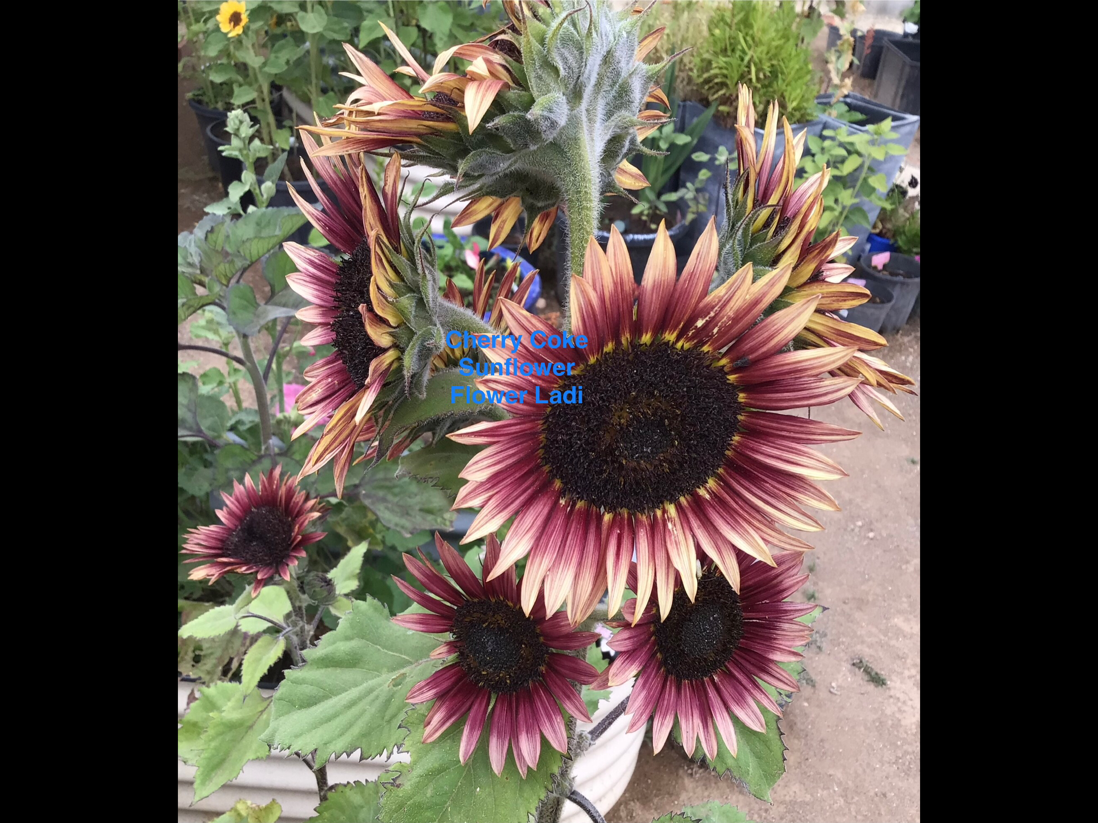 Cherry Coke Sunflower Cherry Coke Sunflower - Image 4