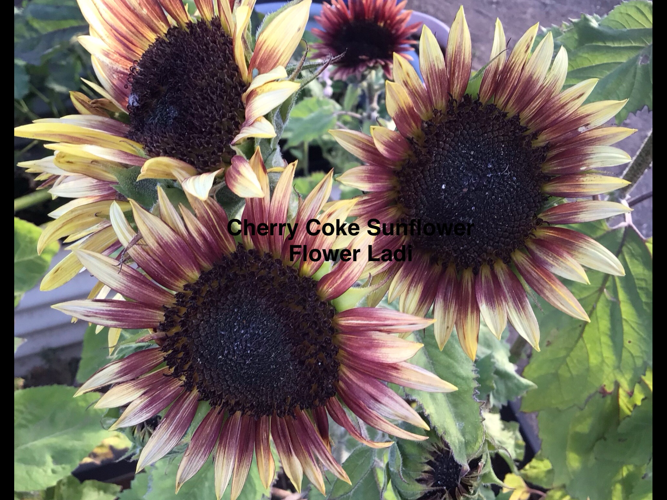 Cherry Coke Sunflower Cherry Coke Sunflower - Image 3