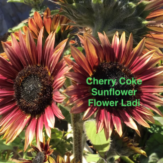 Cherry Coke Sunflower