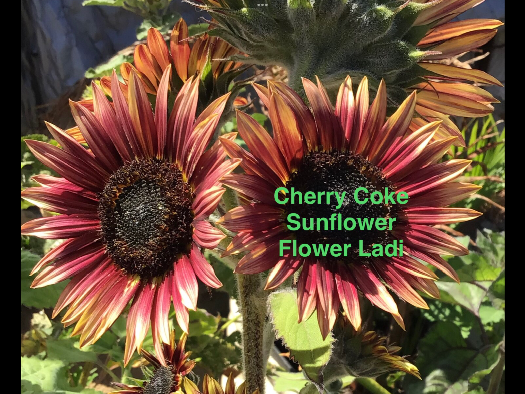 Cherry Coke Sunflower Cherry Coke Sunflower