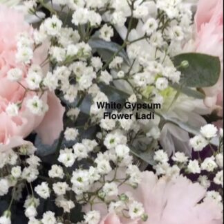 White Gypsum (Free Mixed Zinnia)