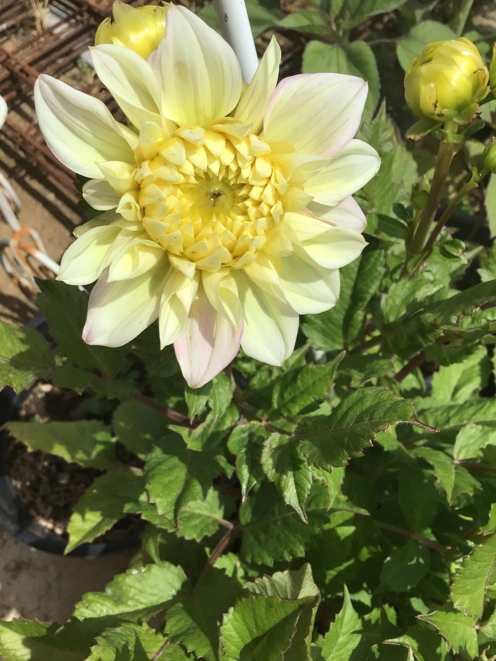 Dahlia Tuber ‘Frangipanni ’ Dahlia Tuber ‘Frangipanni ’ - Image 2