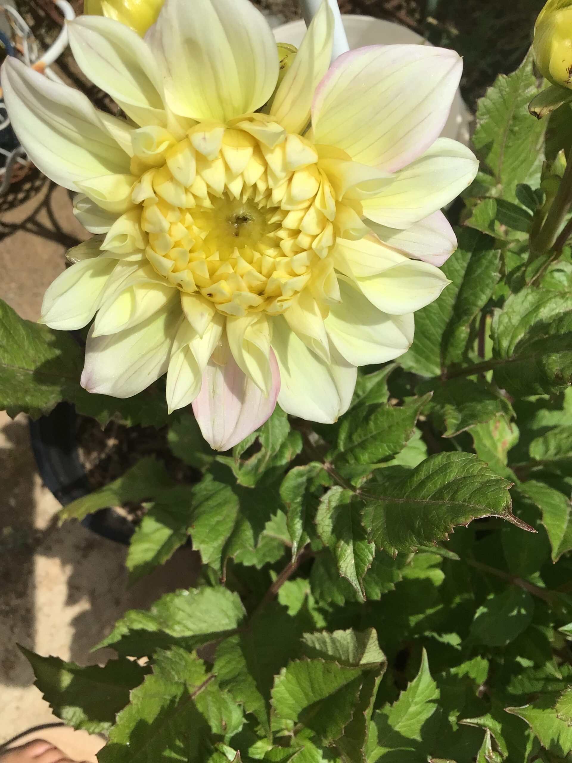 Dahlia Tuber ‘Frangipanni ’ Dahlia Tuber ‘Frangipanni ’ - Image 3