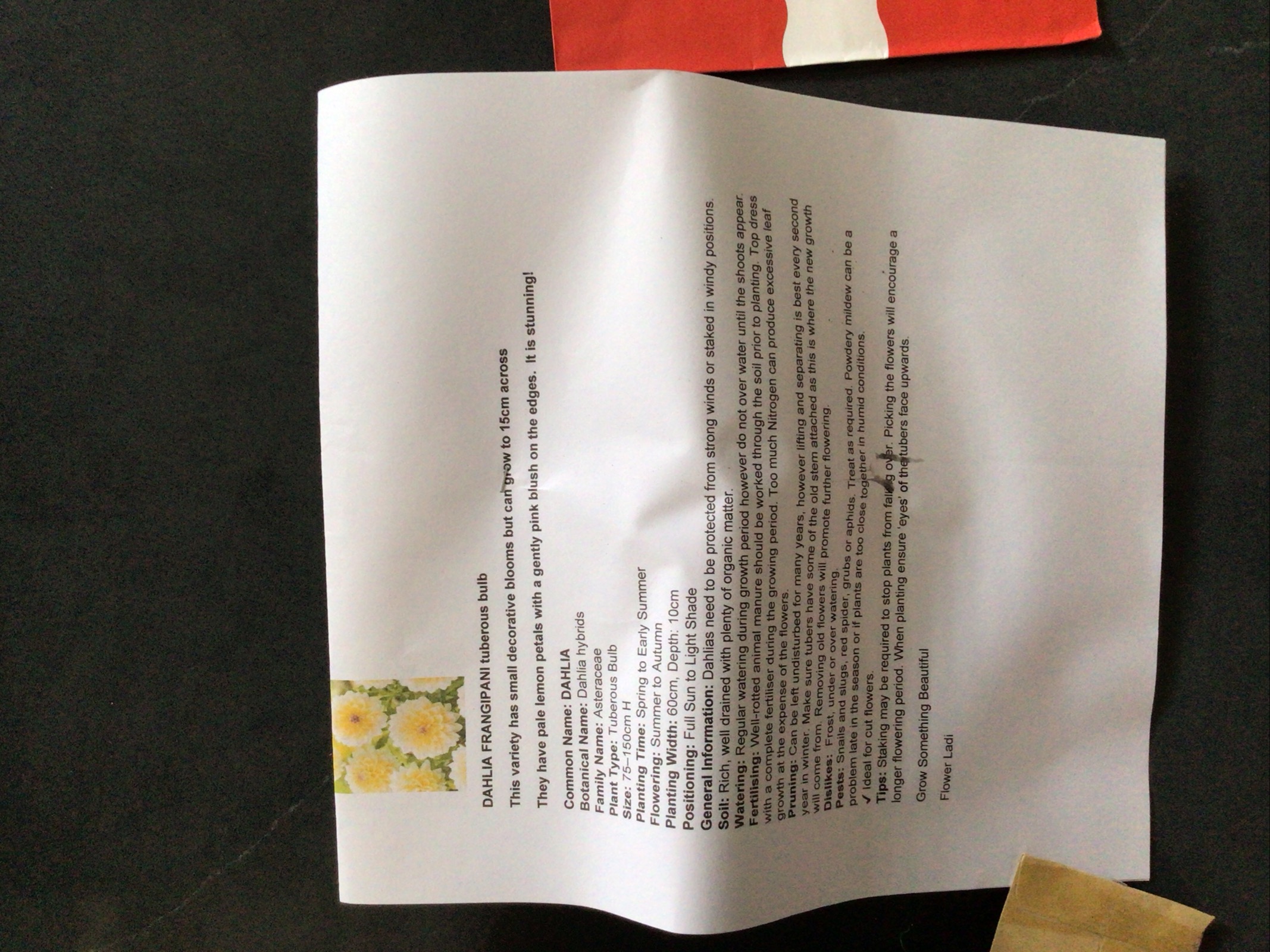 Dahlia Tuber ‘Frangipanni ’ Dahlia Tuber ‘Frangipanni ’ - Image 4