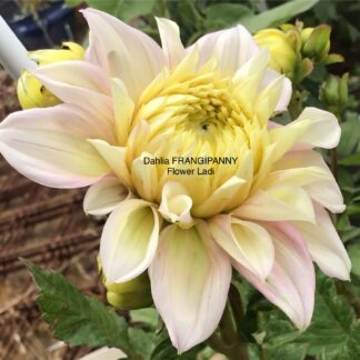 Dahlia Tuber ‘Frangipanni ’