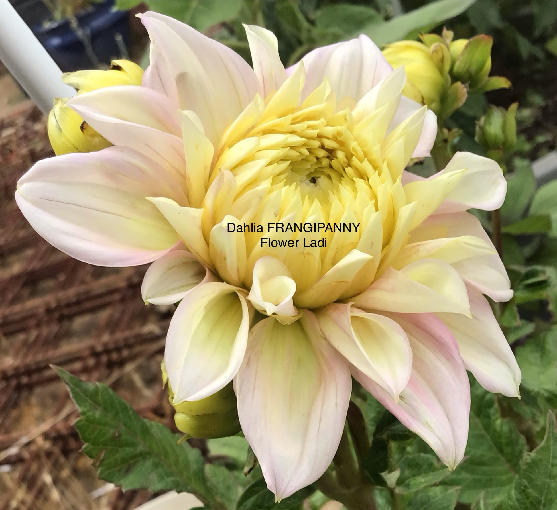 Dahlia Tuber ‘Frangipanni ’ Dahlia Tuber ‘Frangipanni ’