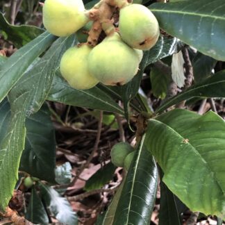 Loquat Tree Shrub