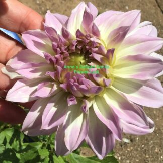 Dahlia Tuber ‘Anne’s Delight’ (free Pink Hollyhocks)