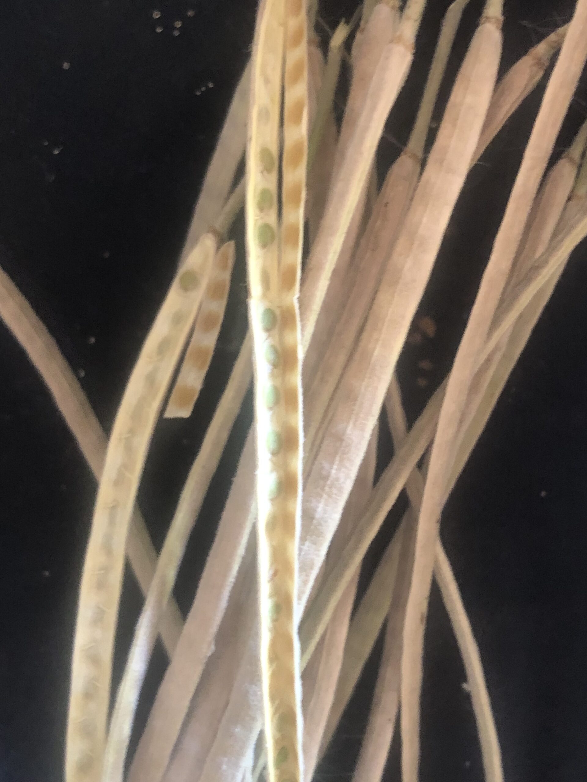 Stocks Pink Tall Column - Local Seeds