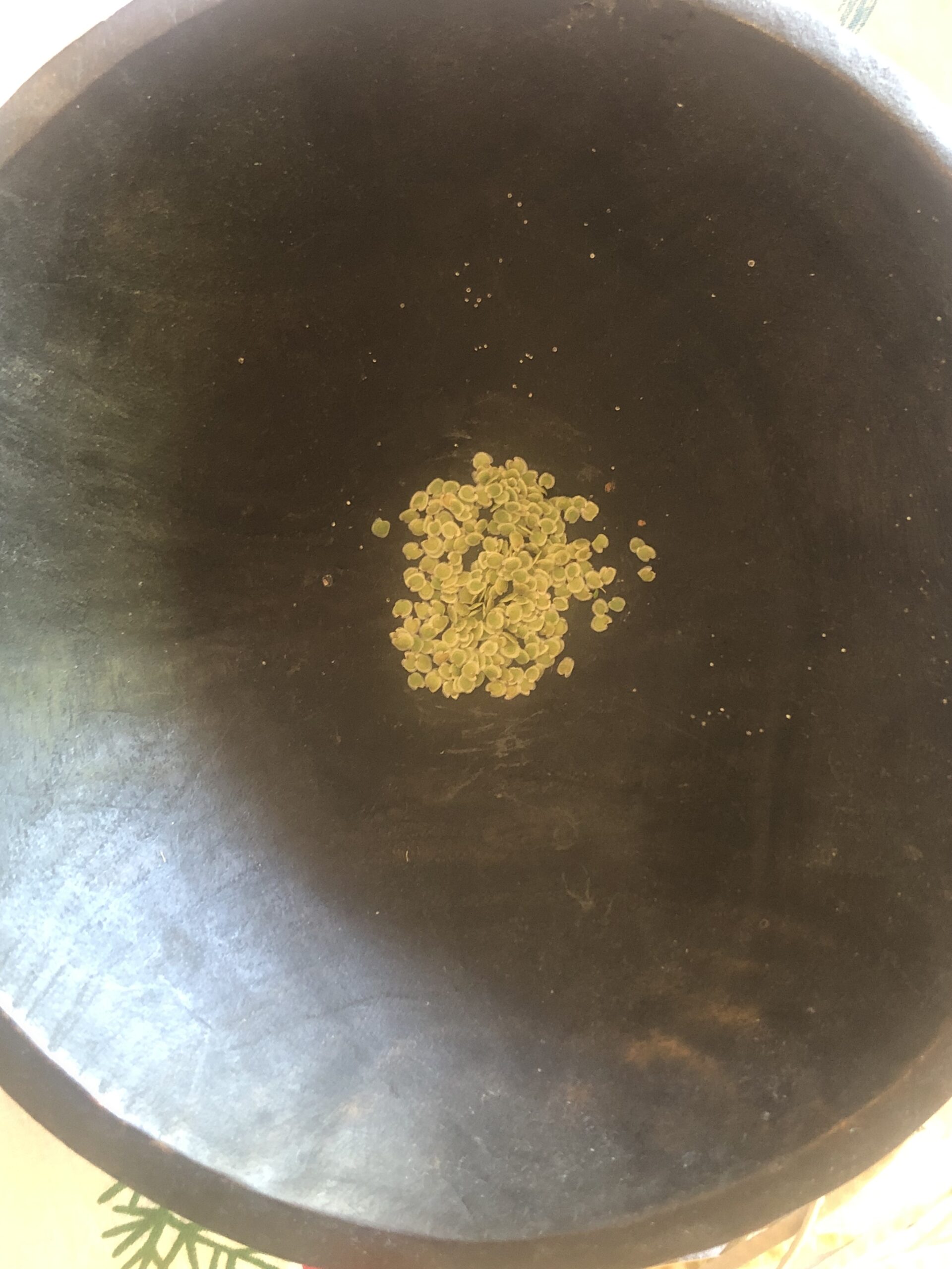 Stocks Pink Tall Column - Local Seeds