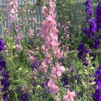 Larkspur Pink