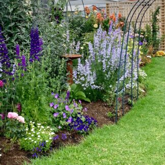 Delphinium Pacific Giant - Dark Purple