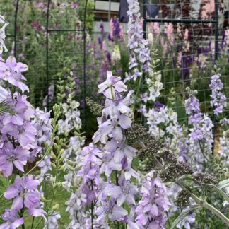 Larkspur Pale Blue