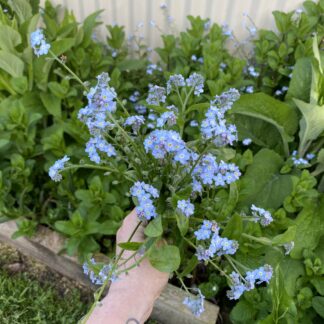 Blue Forget Me Not