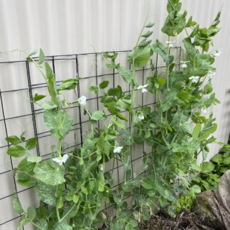 Snow Peas
