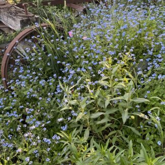 Forget Me Nots