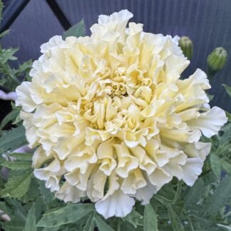 African Marigold Kilimanjaro