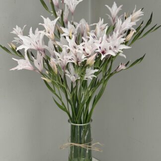 Cottage Gladioli Blushing Bride