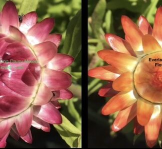 Everlasting Daisy (500 Seed Bulk Pack)