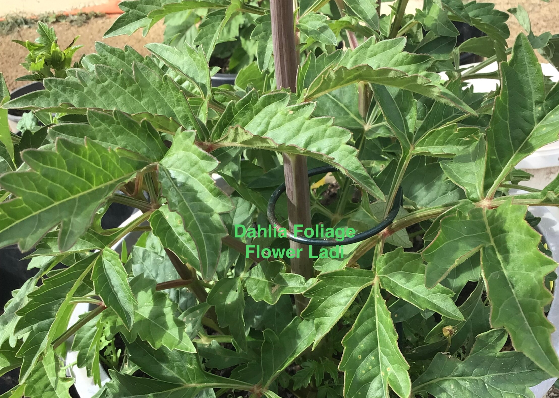 Black Dahlia (10 pack) Black Dahlia (10 pack) - Image 4