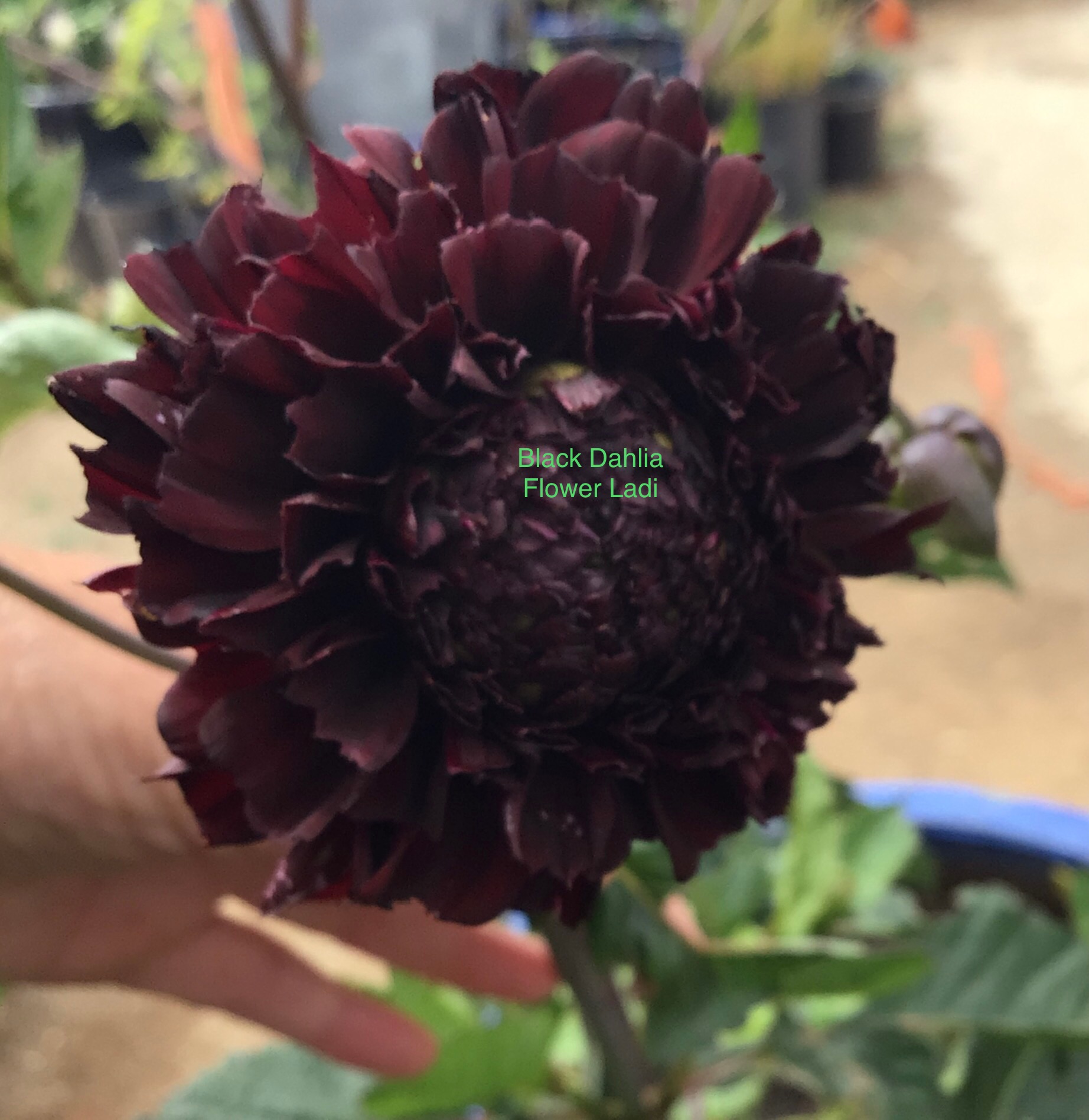 Black Dahlia (10 pack) Black Dahlia (10 pack) - Image 3