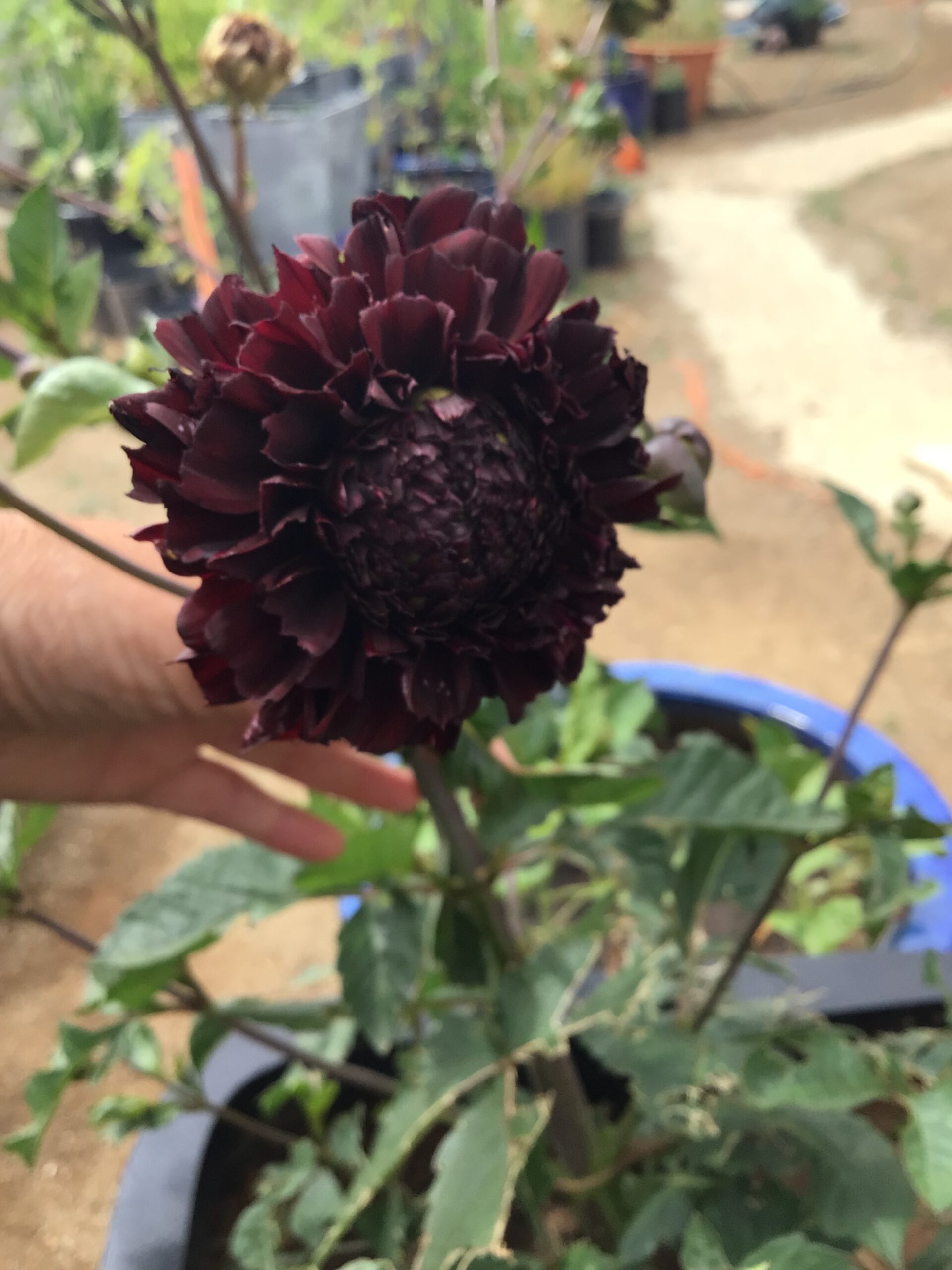 Black Dahlia (10 pack) Black Dahlia (10 pack) - Image 2