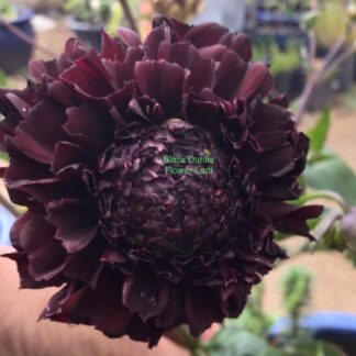 Black Dahlia (10 pack)