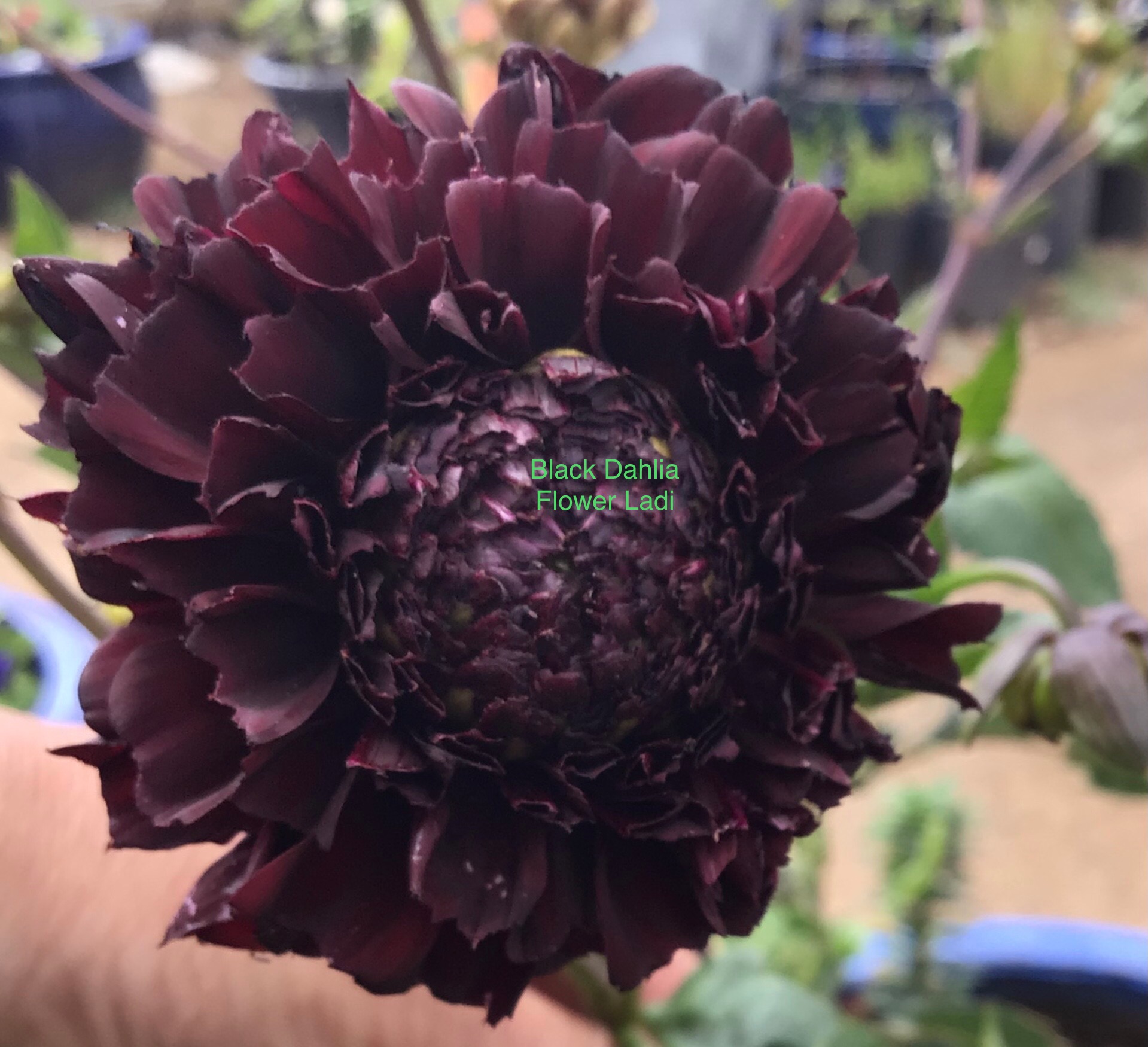 Black Dahlia (10 pack) Black Dahlia (10 pack)