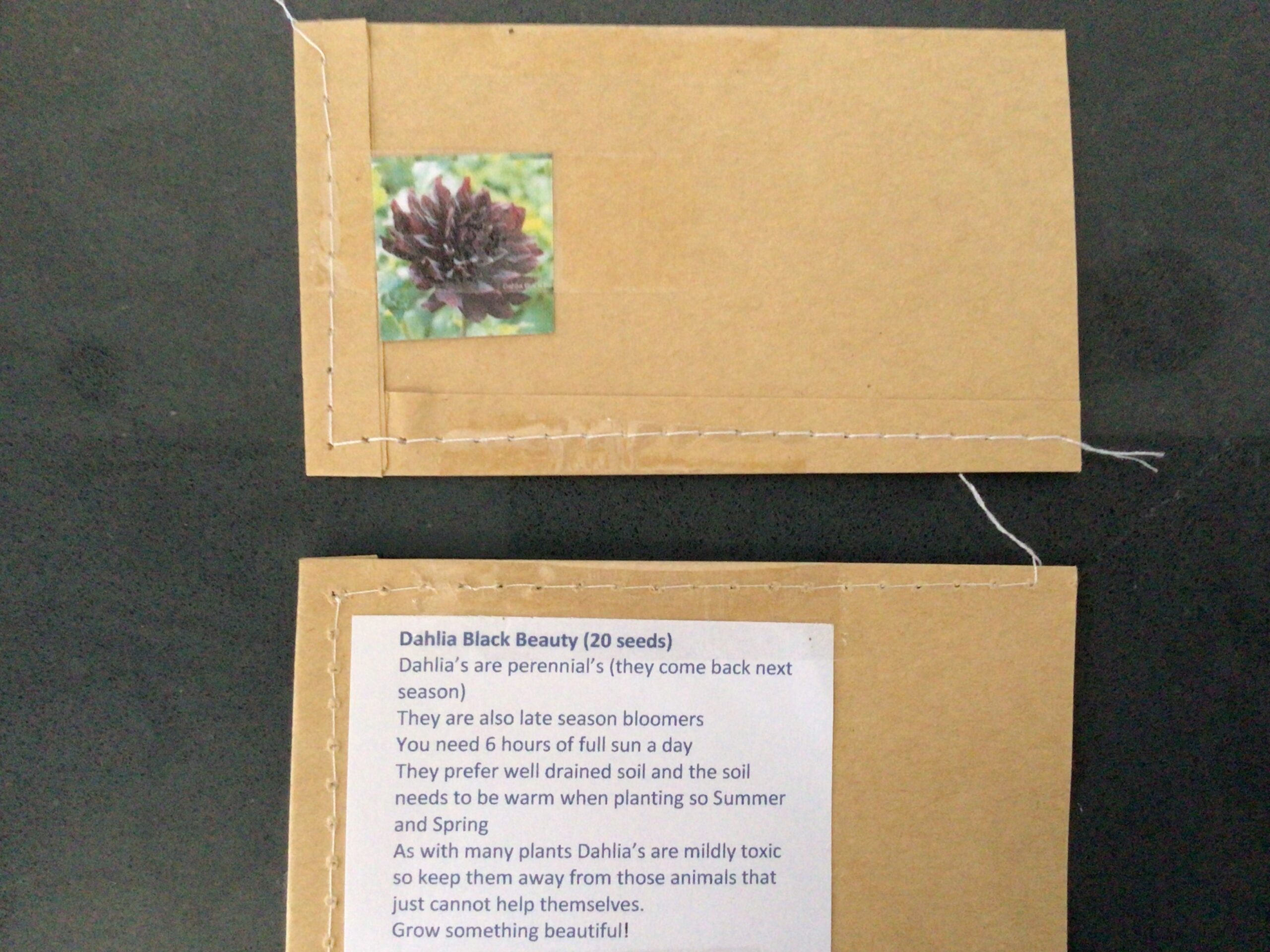 Black Dahlia (20 pack) Black Dahlia (20 pack) - Image 4